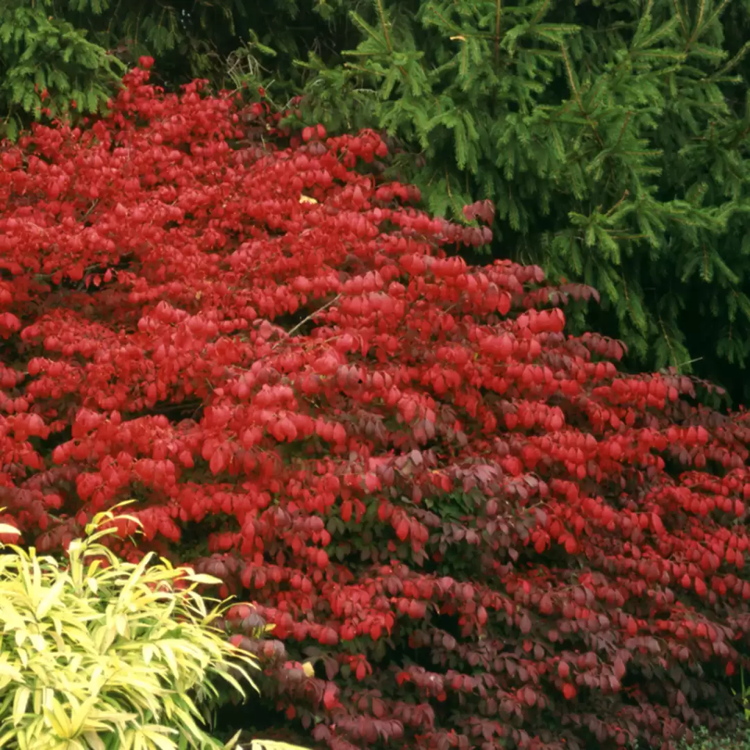 Fire Ball burning bush's red foliage in the landscape